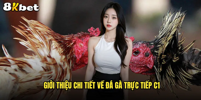 Trải nghiệm cực đỉnh với Đá gà trực tiếp C1 tại 8KBET 2 Giới thiệu chi tiết về Đá gà trực tiếp C1