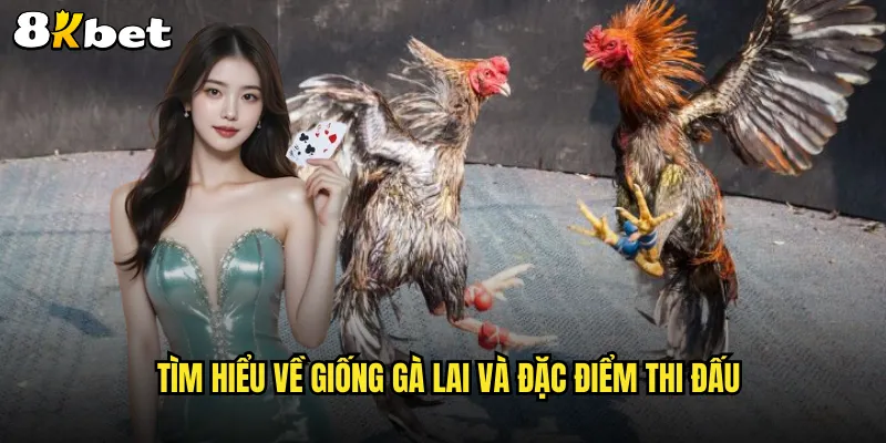 Thú vị và kịch tính với đá gà lai tại nền tảng 8KBET 2 Tìm hiểu về giống gà lai và đặc điểm thi đấu