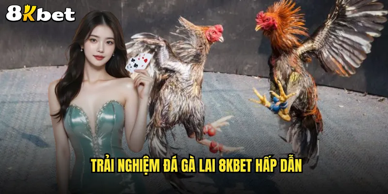 Thú vị và kịch tính với đá gà lai tại nền tảng 8KBET 3 Trải nghiệm đá gà lai 8KBET hấp dẫn