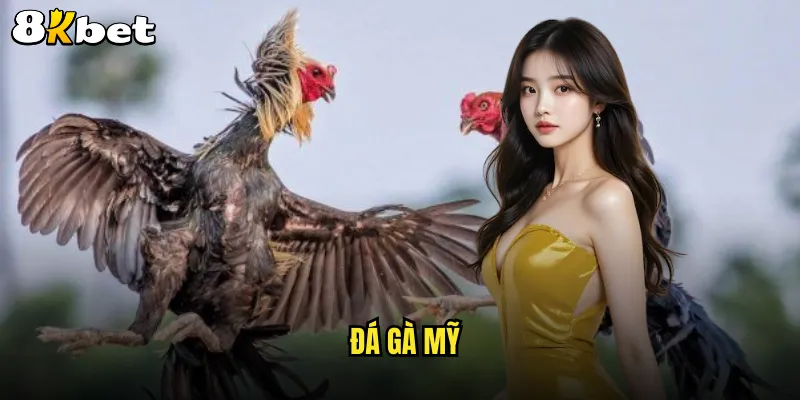 đá gà Mỹ