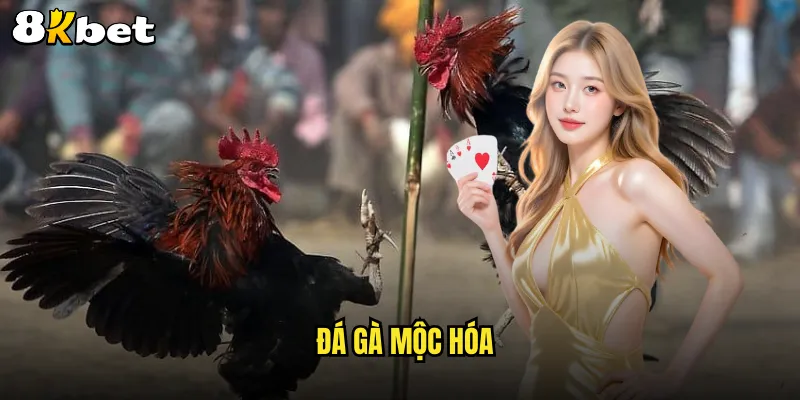 đá gà mộc hóa